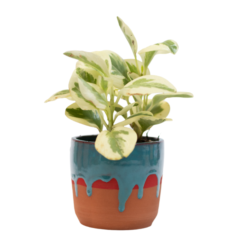 Plant Kit