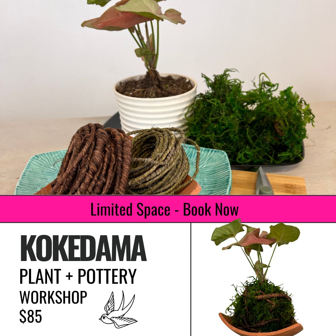 Plant+Pottery